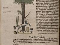 Йеронимус Бок и неговата „Kreütterbuch“ (Книга за билките) 11